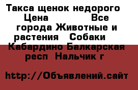 Такса щенок недорого › Цена ­ 15 000 - Все города Животные и растения » Собаки   . Кабардино-Балкарская респ.,Нальчик г.